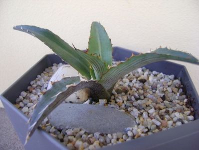 Agave xylonacantha