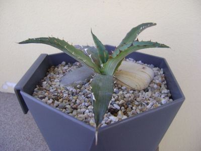 Agave xylonacantha