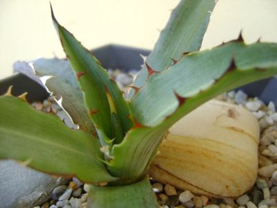 Agave xylonacantha, detalii