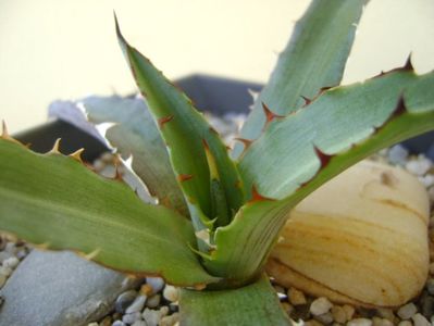 Agave xylonacantha