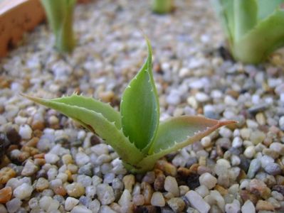 Agave guadalarajana minor