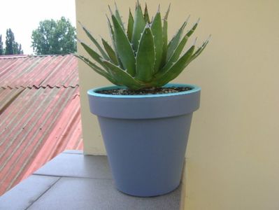 Agave horrida; dupa transplantare
