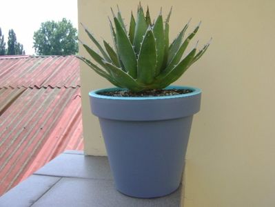 Agave horrida