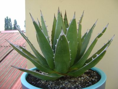 Agave horrida