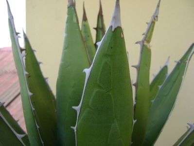 Agave horrida, detalii