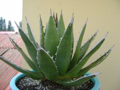 Agave horrida