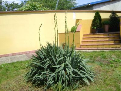 Yucca filamentosa, tije florale