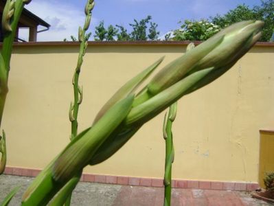 Yucca filamentosa, tije florale, detaliu