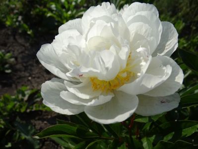 floare Gardenia