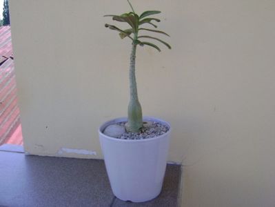 Adenium somalense