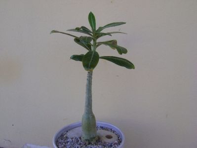 Adenium somalense