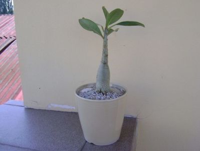 Adenium arabicum "Tiny Ding-dong"; dupa transplantare
