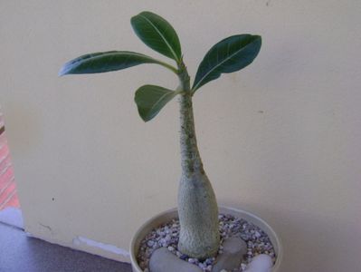 Adenium arabicum "Tiny Ding-dong"