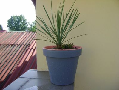 Yucca rostrata & Haworthia viscosa; dupa transplantare
