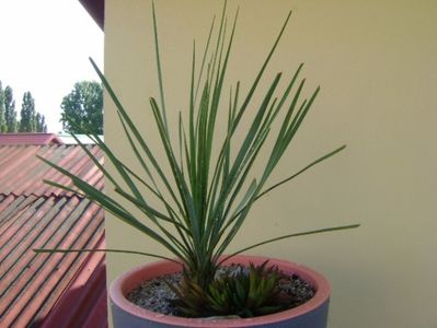 Yucca rostrata & Haworthia viscosa