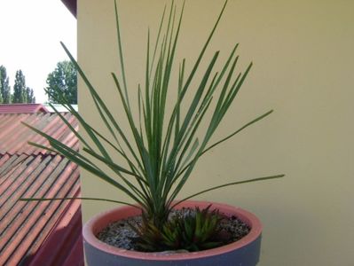 Yucca rostrata & Haworthia viscosa