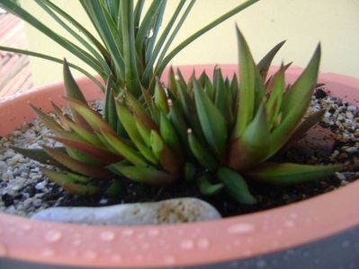 Yucca rostrata & Haworthia viscosa