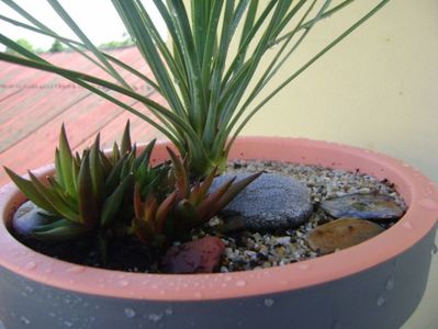 Yucca rostrata & Haworthia viscosa