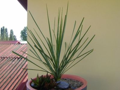 Yucca rostrata & Haworthia viscosa