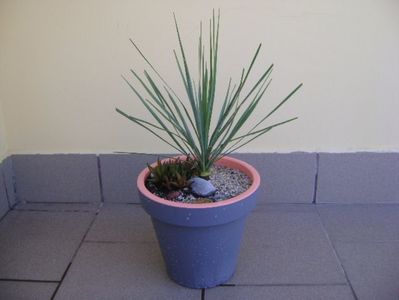 Yucca rostrata & Haworthia viscosa