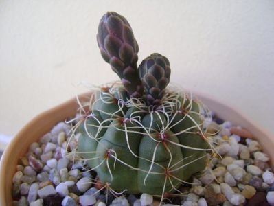 Gymnocalycium baldianum