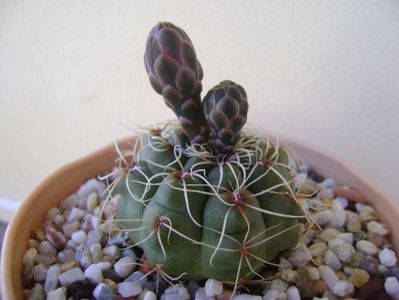 Gymnocalycium baldianum