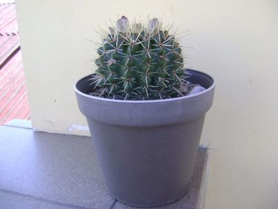 Notocactus mammulosus (Parodia mammulosa ssp. submammulosa submamulosus)