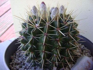 Notocactus mammulosus (Parodia mammulosa ssp. submammulosa)