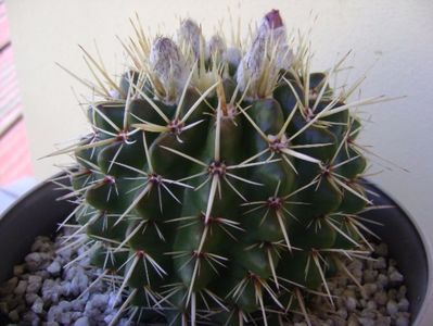 Notocactus mammulosus (Parodia mammulosa ssp. submammulosa)