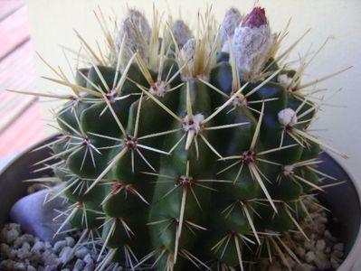 Notocactus mammulosus (Parodia mammulosa ssp. submammulosa)