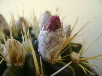 Notocactus mammulosus (Parodia mammulosa ssp. submammulosa)