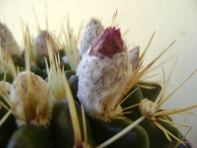 Notocactus mammulosus (Parodia mammulosa ssp. submammulosa)