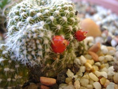 Rebutia krainziana