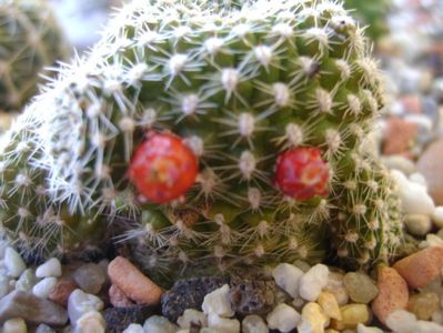 Rebutia krainziana