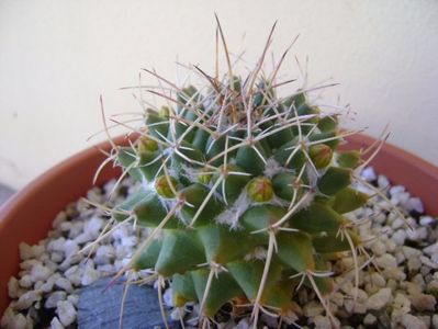 Mammillaria compressa