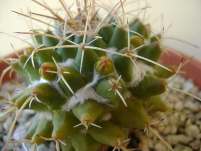 Mammillaria compressa