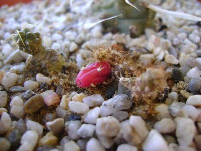 Cumulopuntia rossiana & Opuntia salmiana