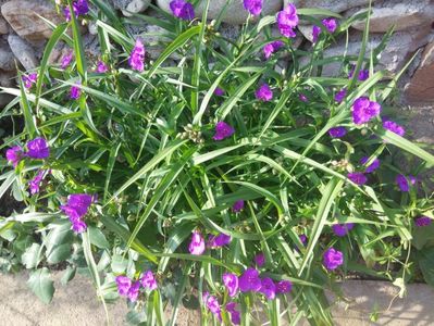 Trandescantia -mereu plina de flori