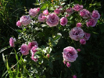 Lavender flower circus