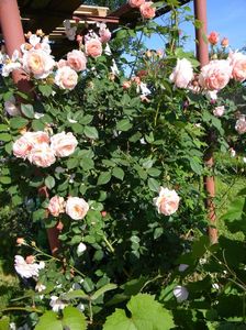 A Shropshire lad