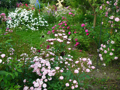 Heavenly Pink, Galica Officinalis, Mmem Plantiere