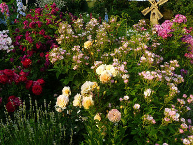 Rose de Gerberoy, Apple Blossom