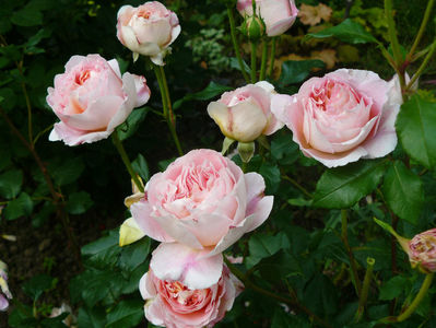 Abraham Darby