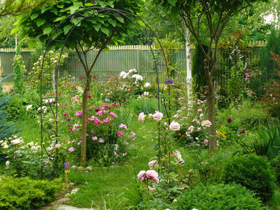 Arcada cu Eden Rose va fi destinata clematitelor !