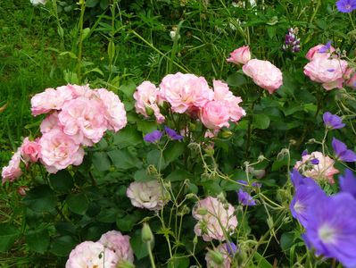 Bordure rose