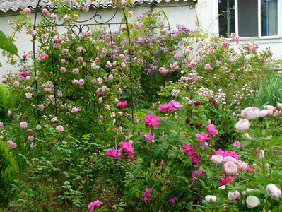 Paul Noel, Rosa Galica Oficinalis