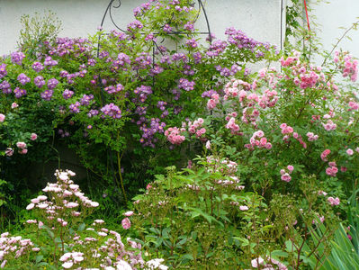 Veilchenblau, pink Grootendorst