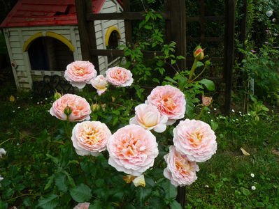 Abraham Darby