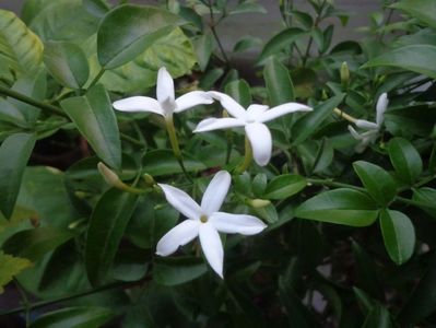 Jasmin azoricum