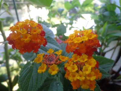 Lantana camara